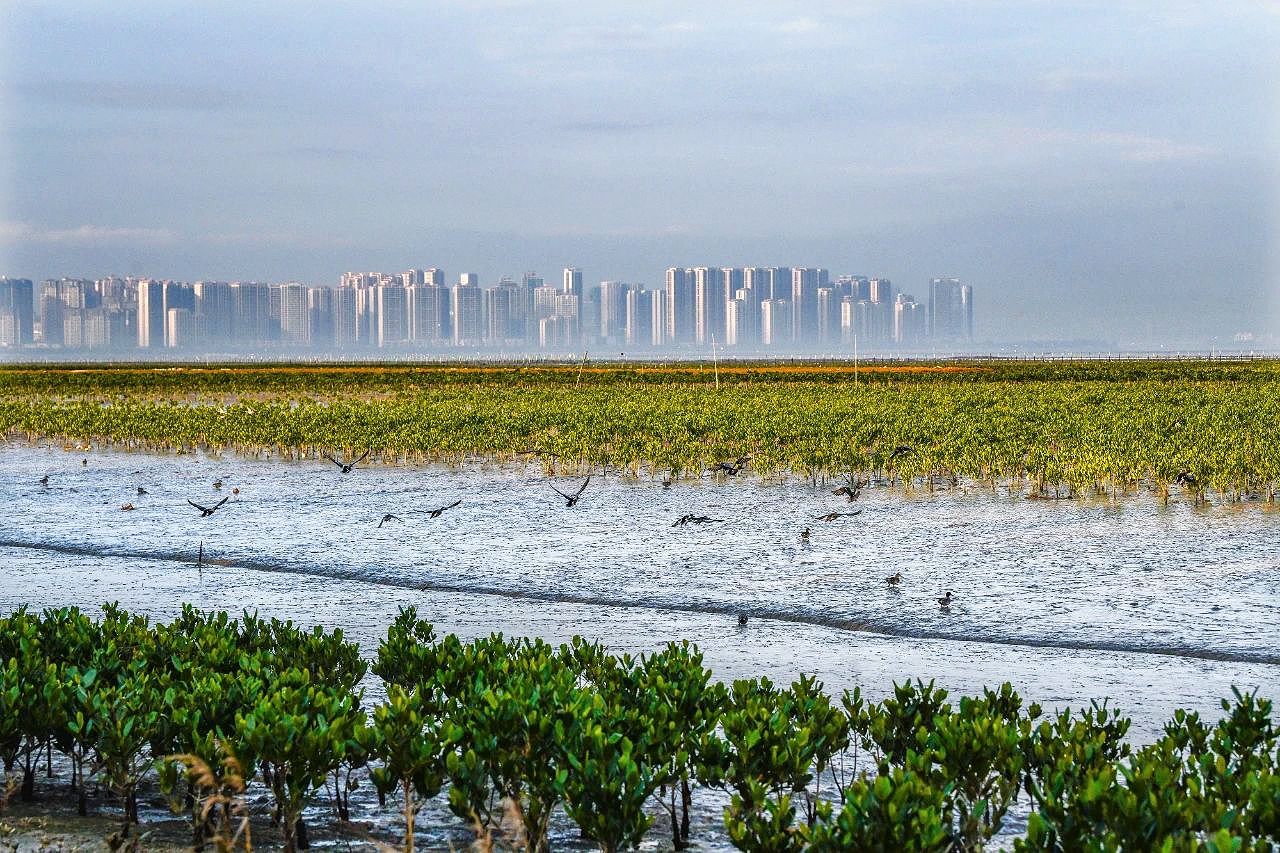02濕地修復，筑起“海上綠色長城”.jpg